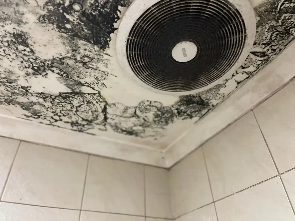 Sydney Mould Removal Services